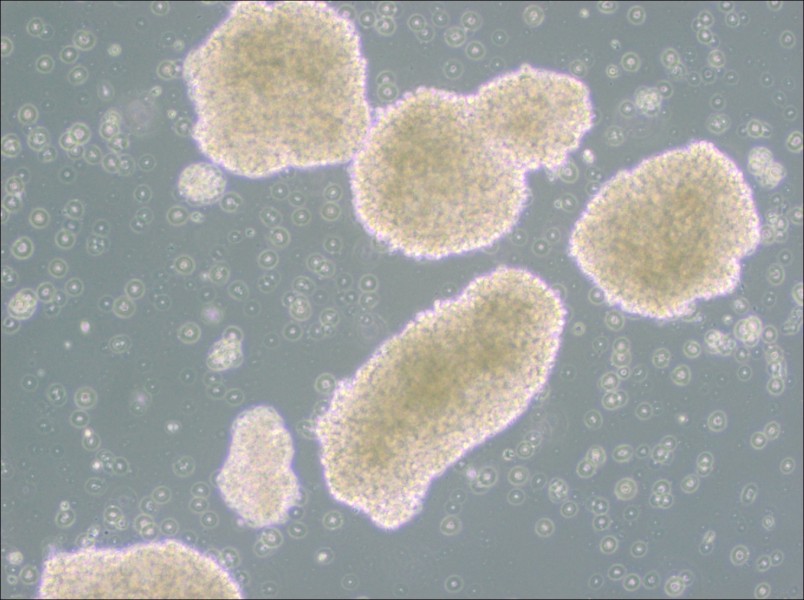 MT-4 Cell Complete Medium-searchlist-1