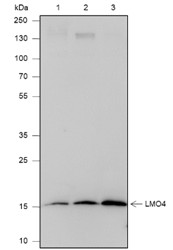 Recombinant LMO4 Monoclonal Antibody-searchlist-1