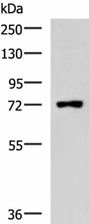 Western blot analysis of Raji cell lysate  using PUM3 Polyclonal Antibody at dilution of 1:800