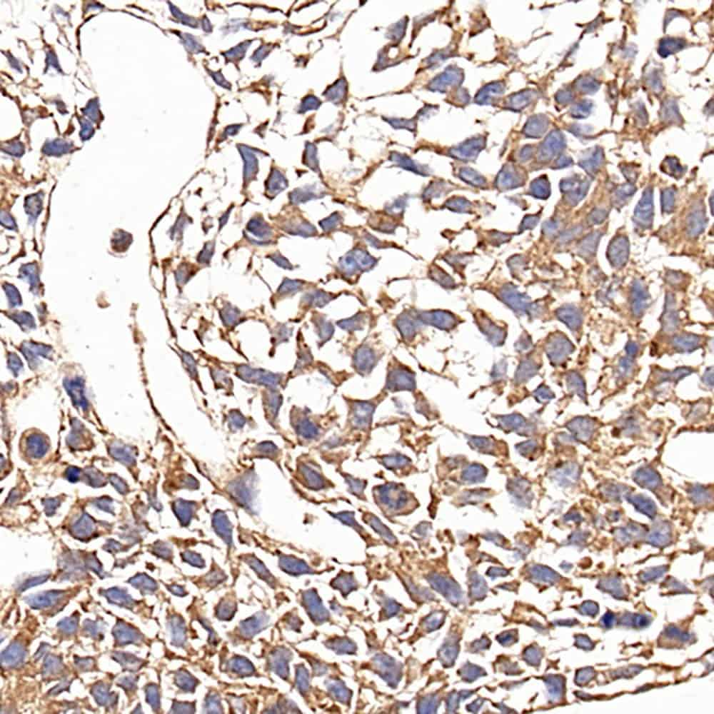 Immunohistochemistry analysis of paraffin-embedded fetal rat  using CD133 Monoclonal Antibody at dilution of 1:200.