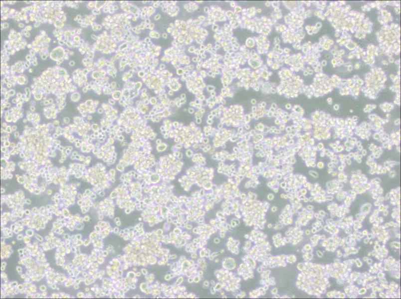 EB-3 Cell Complete Medium-searchlist-1