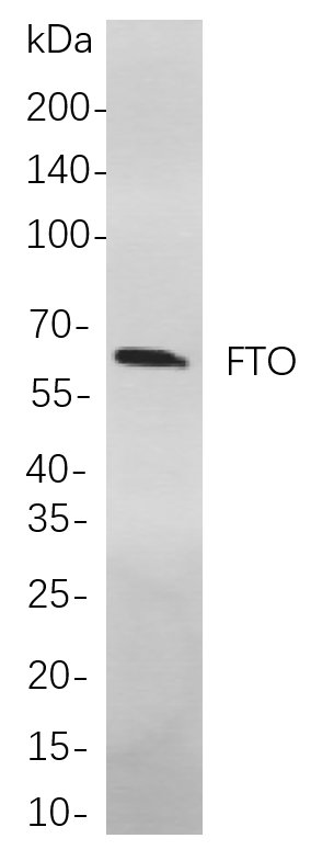 Recombinant FTO Monoclonal Antibody-searchlist-1