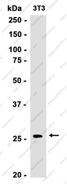 Recombinant SF2 Monoclonal Antibody - 3
