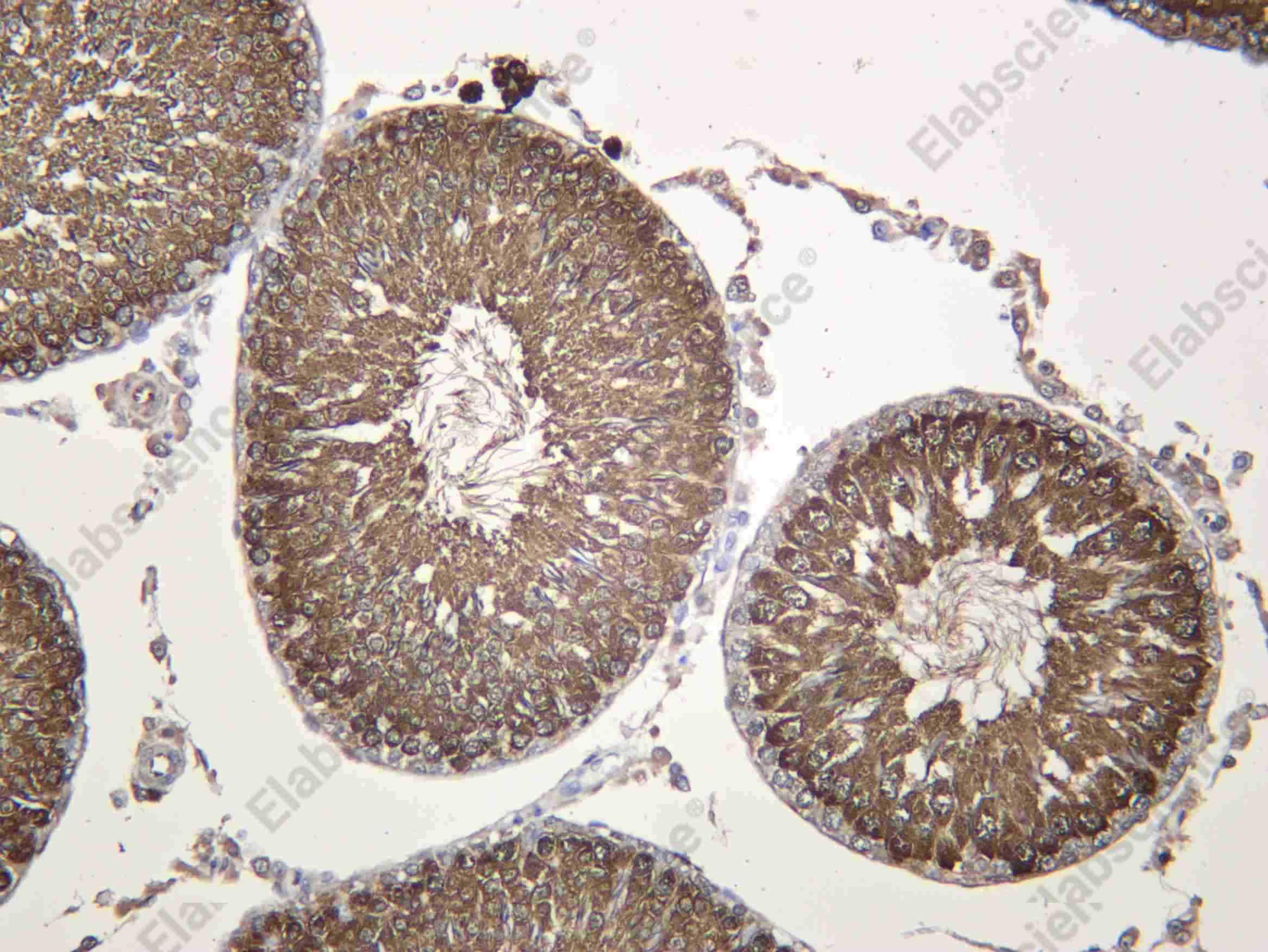 Recombinant HSP72 Monoclonal Antibody - 4