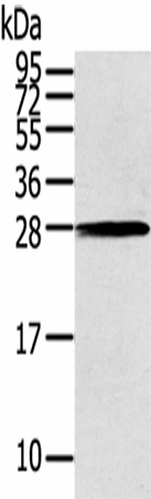 Western Blot analysis of 231 cells using THAP3 Polyclonal Antibody at dilution of 1/200