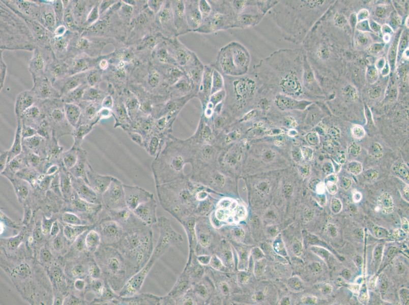 Kuramochi Cell Complete Medium - 4