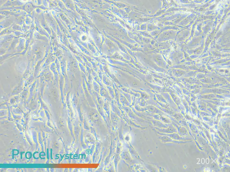 MS1 Cell Complete Medium - small - 4