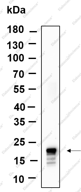 Recombinant Histone H3 (Acetyl Lys14) Monoclonal Antibody - 1