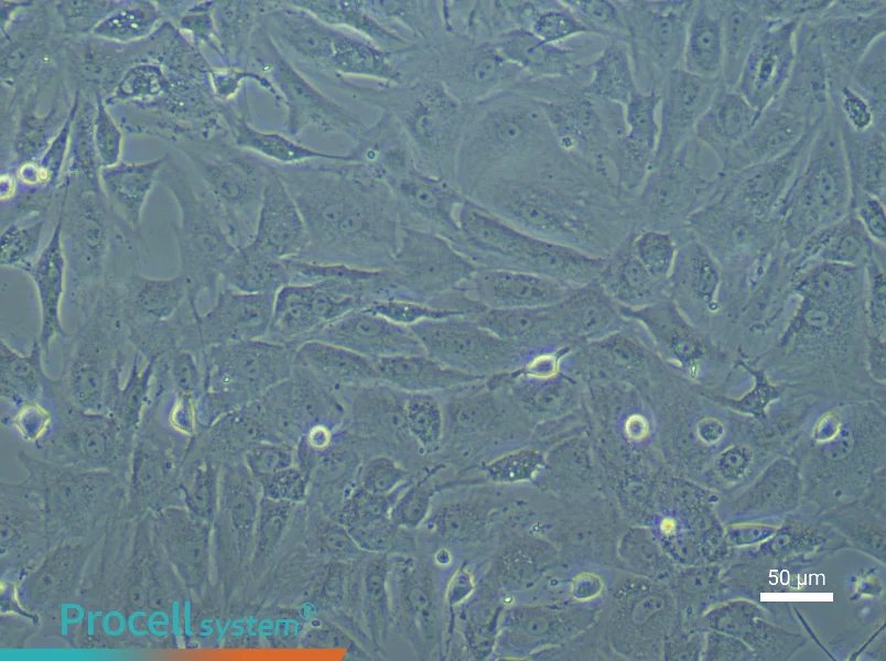Rat Cardiac Fibroblast Complete Medium - 5