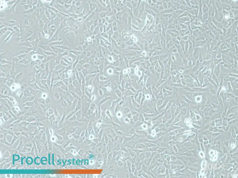 AC16 Cell Complete Medium - 1