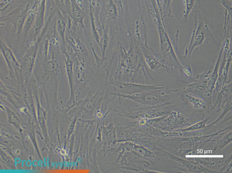 Mouse Adipose-Derived Stem Cell Complete Medium - 6