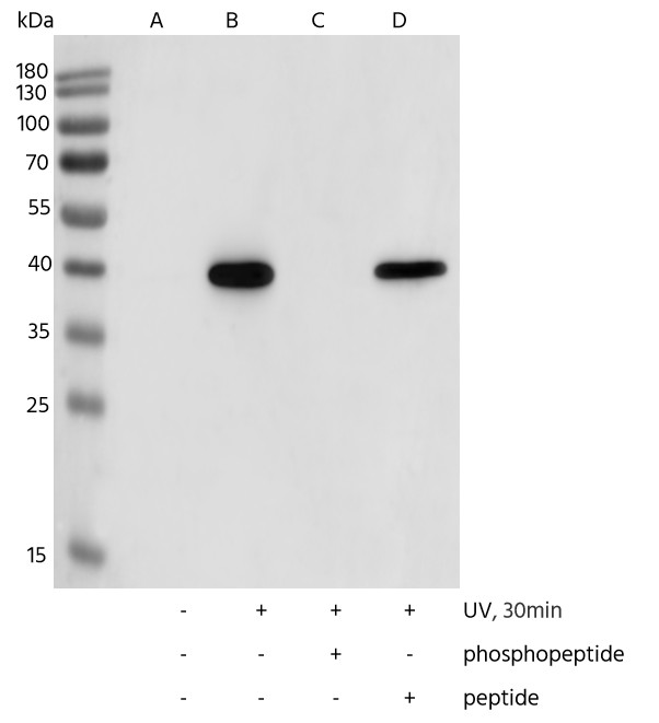 Recombinant Phospho-p38 MAPK (Thr180, Tyr182) Monoclonal Antibody - small - 5