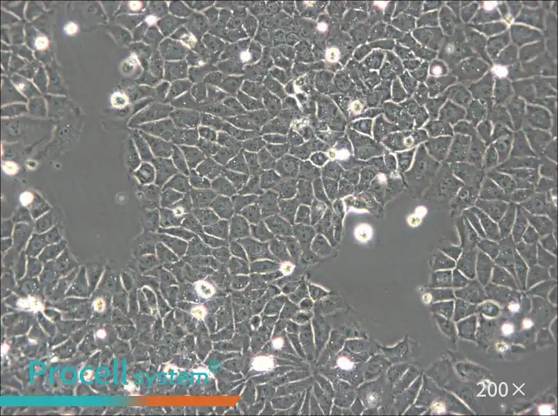 BRL Cell Complete Medium - small - 4