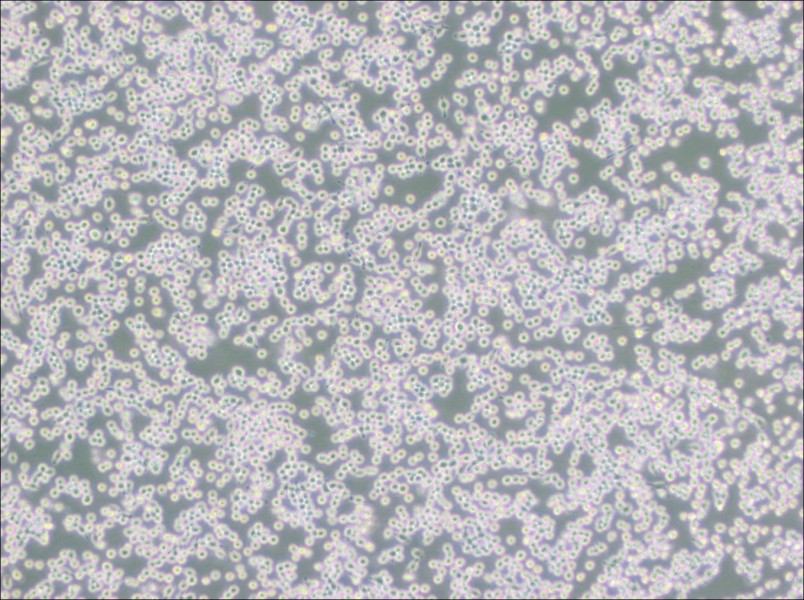 MH-S Cell Complete Medium - small - 5