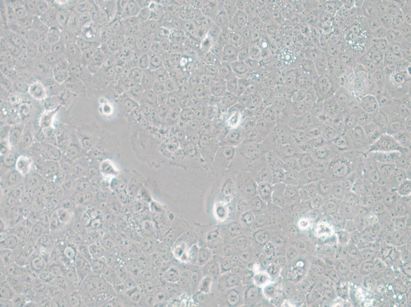 TE-12 Cell Complete Medium - small - 4