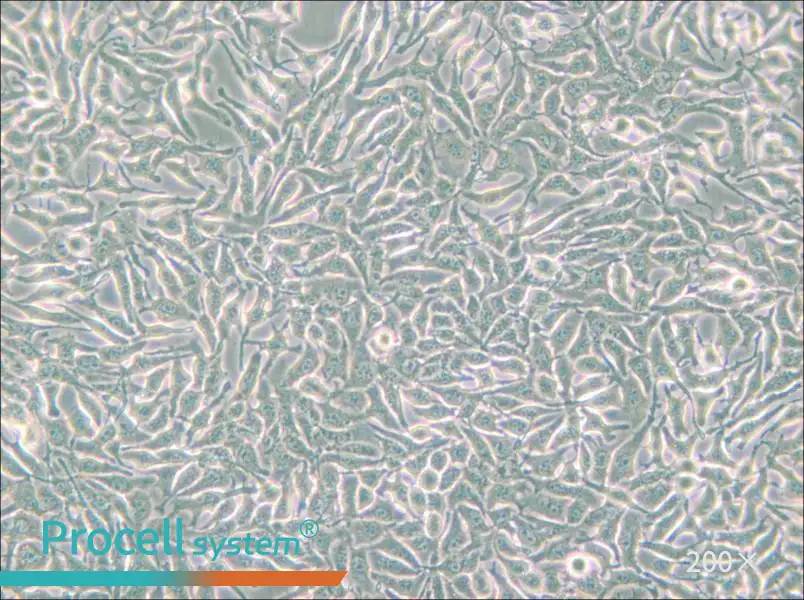 B16 Cell Complete Medium - small - 6