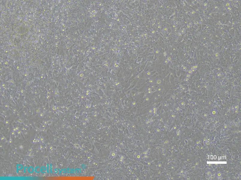 Rat Embryonic HepatoblastsRat Embryonic Hepatoblasts - 2