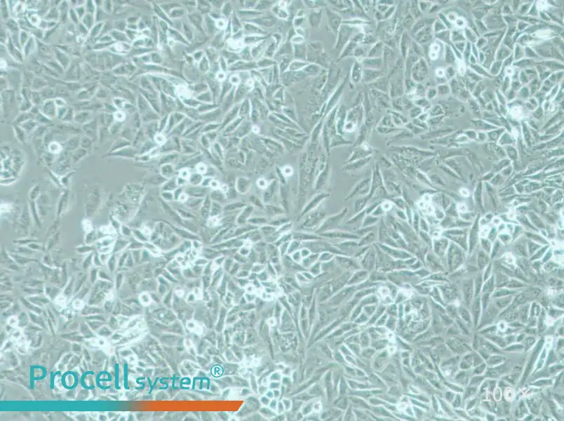 PSN1 Cell Complete MediumPSN1 Cell Complete Medium - 2