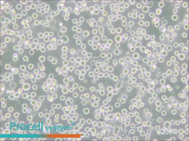 MEG-01 Cell Complete Medium - 5