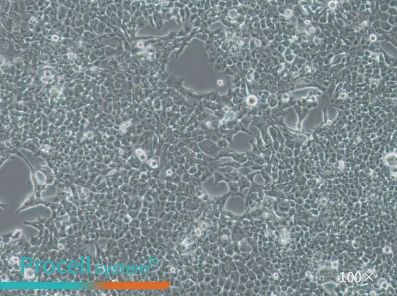 SW756 (DMEM) Cell Complete Medium - 2