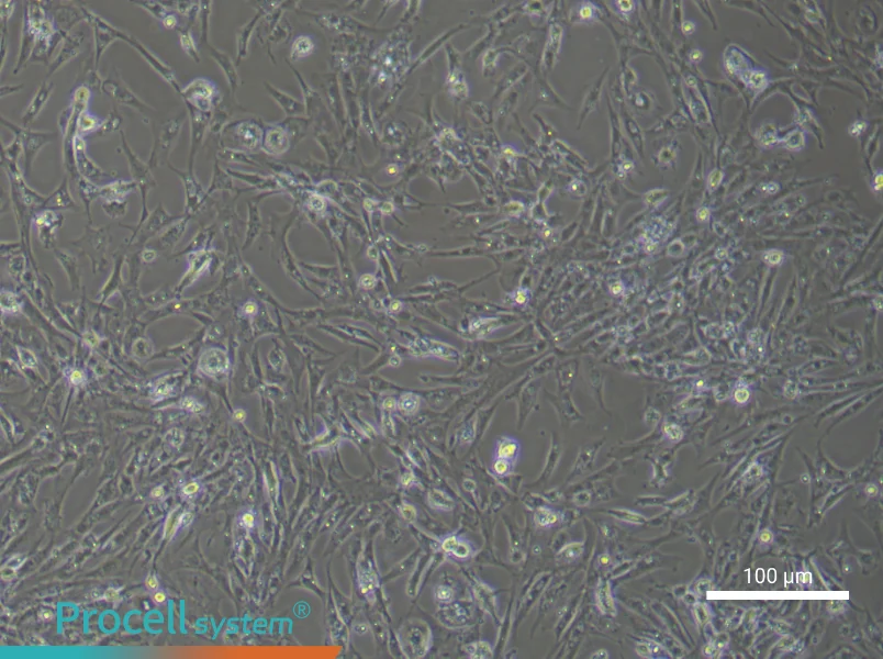 Chicken Follicular Basement Membrane CellsChicken Follicular Basement Membrane Cells - 1