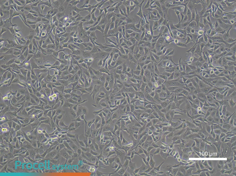 MDBK [NBL-1]MDBK [NBL-1] - 2