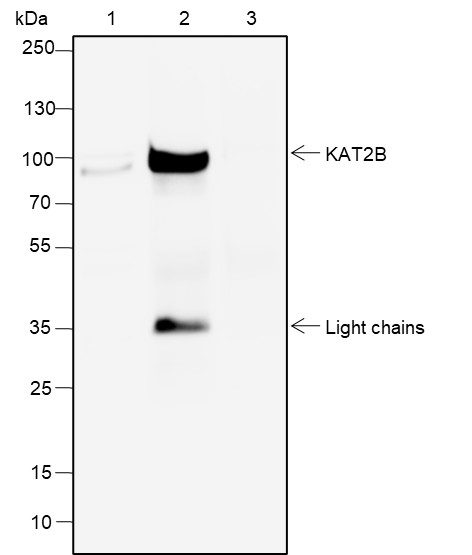Recombinant PCAF Monoclonal Antibody - 2