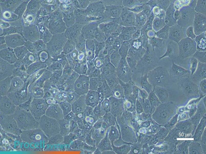 Rabbit Corneal Epithelial Cell Complete Medium - 6
