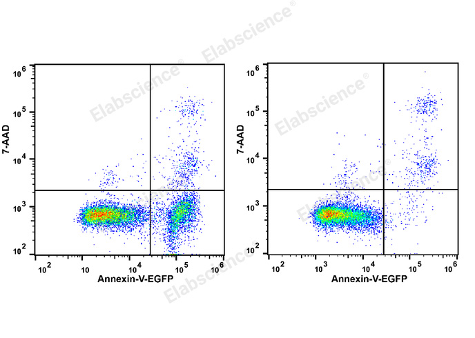 Annexin V-EGFP/7-AAD Apoptosis Kit-1