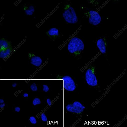 Recombinant Inhibin alpha Monoclonal Antibody - 4