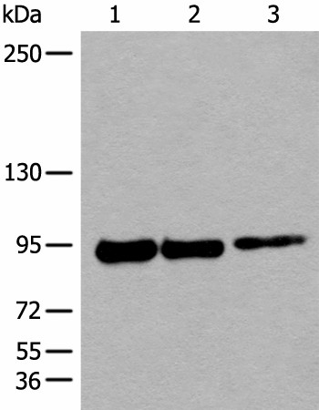 Western blot analysis of 293T cell lysates  using PIBF1 Polyclonal Antibody at dilution of 1:250