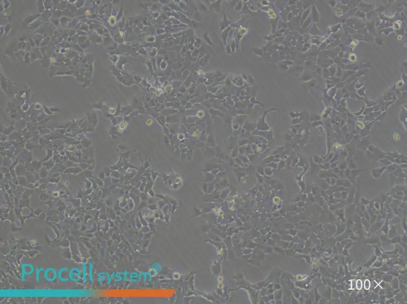 NCI-H322 Cell Complete MediumNCI-H322 Cell Complete Medium - 3