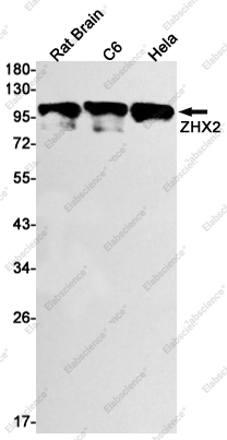 Recombinant ZHX2 Monoclonal Antibody - 1