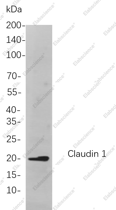 Recombinant Claudin 1 Monoclonal Antibody - 1
