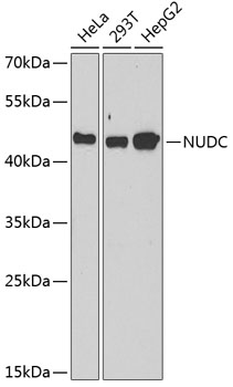 Western blot analysis of extracts of various cell lines using NUDC Polyclonal Antibody at 1:1000 dilution.