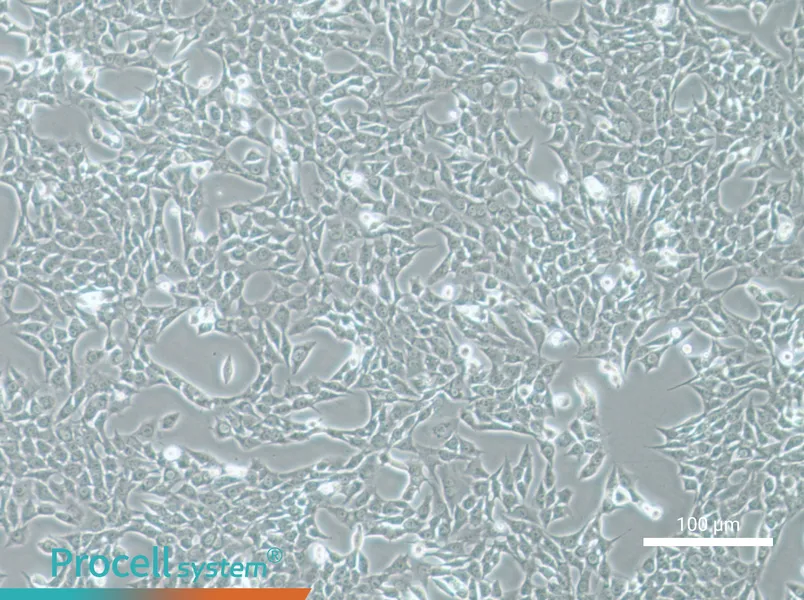 ATDC-5 Cell Complete MediumATDC-5 Cell Complete Medium - 2