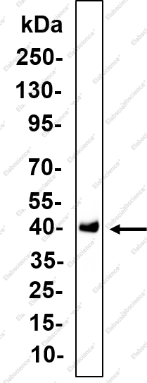 Recombinant Adenosine A1-R Monoclonal Antibody - 1