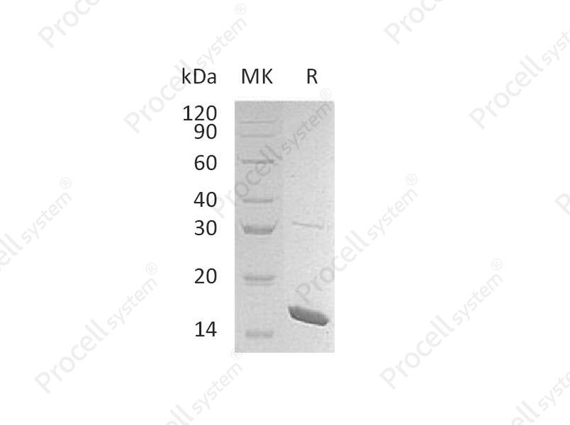 IL-36&beta;/IL-36b/IL-1F8, Mouse, Recombinant