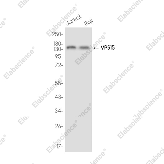 Recombinant PIK3R4 Monoclonal Antibody - 1