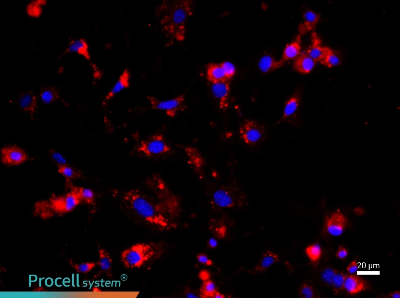 Mouse Glomerular Endothelial Cell Complete Medium - 2