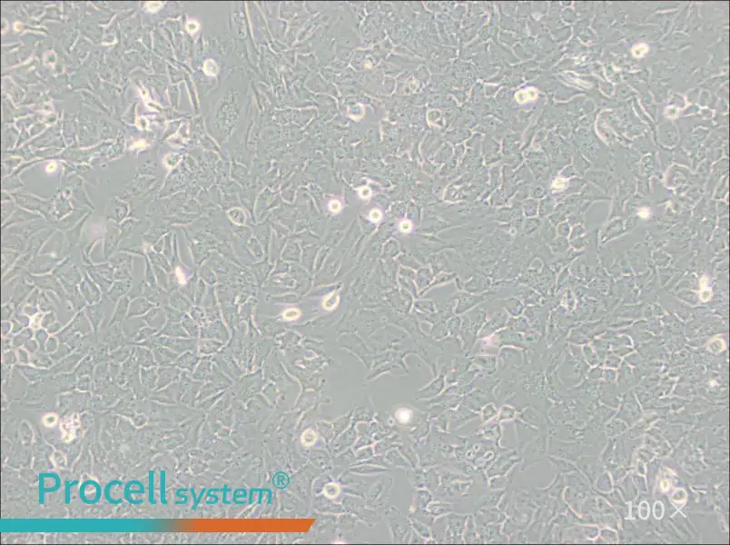 T98G Cell Complete Medium - 3