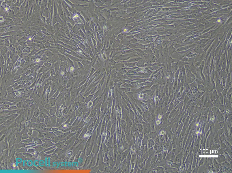 Porcine Preadipocyte Complete Medium - 2