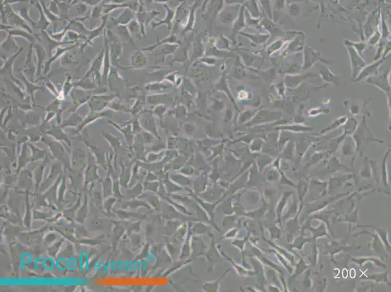 COLO 699 Cell Complete Medium - 6