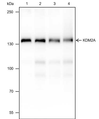 Recombinant KDM2A Monoclonal Antibody-searchlist-1