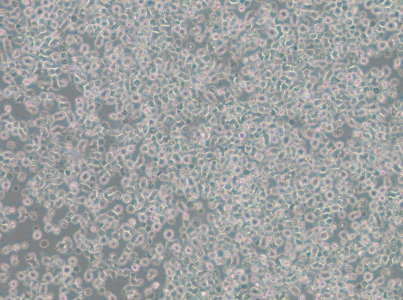 ST486 Cell Complete Medium - small - 4