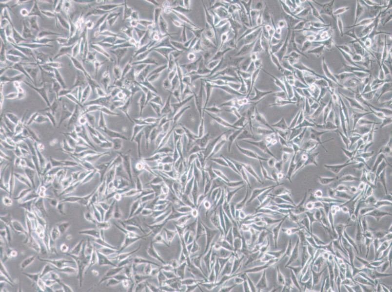 SK-MEL-28 Cell Complete Medium-searchlist-1