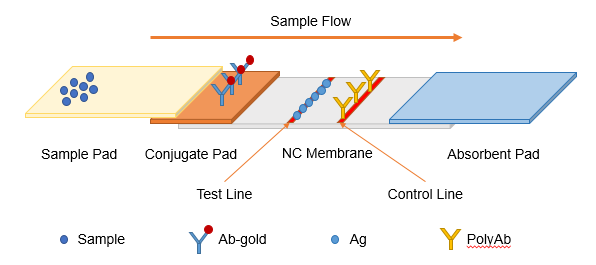 MG(Malachite Green) Lateral Flow Assay Kit - 1