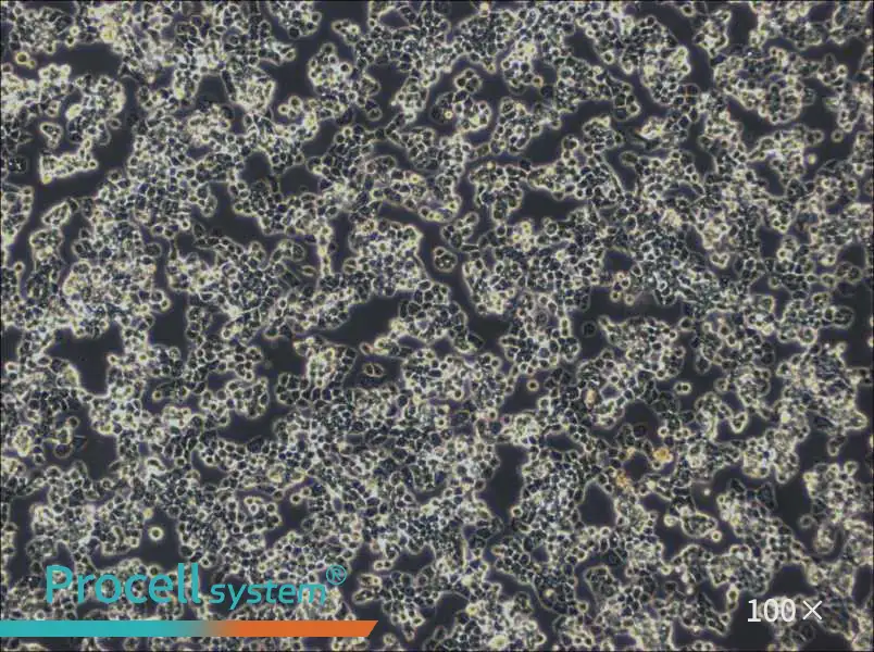 COV434 Cell Complete MediumCOV434 Cell Complete Medium - 2