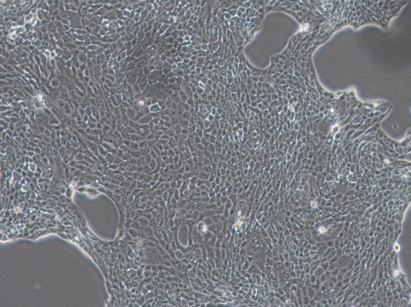 Calu-3 Cell Complete MediumCalu-3 Cell Complete Medium - 2