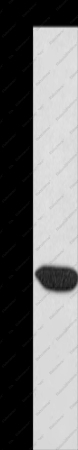 CHMP1A Polyclonal Antibody - 1